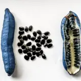 Eine blaue Frucht, aufgeschnitten, zeigt ihr Inneres mit vielen schwarzen Samen. Der blaugurke geschmack ist süßlich und erfrischend.