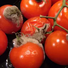 Mehrere rote Tomaten, einige mit Schimmel bedeckt. Wenn eine Tomate schimmelt, alle wegwerfen, um eine Ausbreitung zu verhindern.