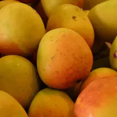 Ein Haufen unreifer Mangos, bereit zum Kochen. Einige haben Aufkleber.
