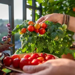 Frisch geerntete Kirschtomaten in einer Schale. So lagert man Tomaten am besten: direkt vom Strauch in die Sonne!