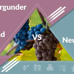 Spätburgunder Trauben: Dunkle, reife pinot noir Trauben aus Burgund im Vergleich zur Neuen Welt.