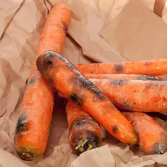 Mehrere Karotten mit schwarzen Flecken liegen auf zerknülltem braunem Papier. Trotz der Flecken sind sie noch essbar.
