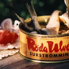 Dose mit Surströmming, dem schwedischen fermentierten Fisch, daneben Tomaten und Zwiebeln auf Knäckebrot.