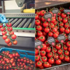 Frisch geerntete honig tomaten werden in einer Fabrik verpackt. Die süßen Früchte sind bereit für den Verkauf.