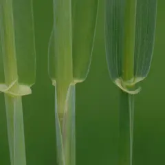 Nahaufnahme von drei grünen Grashalmen. Der Unterschied zwischen Roggen und Gerste ist subtil, aber die feinen Härchen am Halm der Gerste sind ein Hinweis.