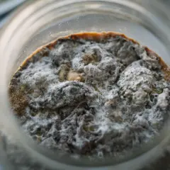 Das kombucha pilz aussehen ist faszinierend: eine raue, graue und weiße Masse mit braunen Spuren, die in einem Glas wächst.