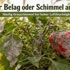 Grauer Belag oder Schimmel an Paprika: Ein roter Paprika und Blätter sind von grauem Schimmel befallen, typisch bei hoher Luftfeuchtigkeit.