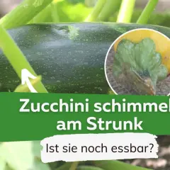 Grüne Zucchini am Strauch mit Schimmelansatz am Stiel. Die Frage "Ist sie noch essbar?" wirft Zweifel auf, ob die Zucchini schleimig geworden ist.