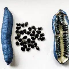 Eine blaue Frucht, aufgeschnitten, zeigt ihr Inneres mit vielen schwarzen Samen. Der blaugurke geschmack ist süßlich und erfrischend.