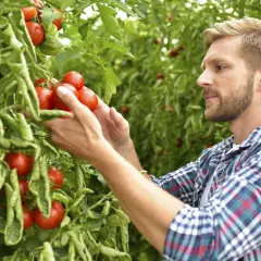 Mann erntet reife Tomaten. Manche mögen sie süß, doch diese hier schmecken sauer.
