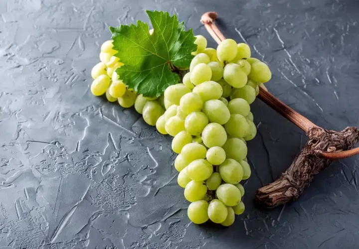 Grüne Trauben, die an einem Rebstock hängen. Diese Trauben sind ein Beispiel dafür, was Chardonnay ist: eine beliebte Rebsorte für Weißwein.