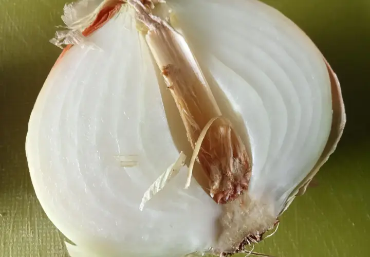 Schnittzwiebel mit braunem Kern und welken Schichten. So erkennst du schlechte Zwiebeln.