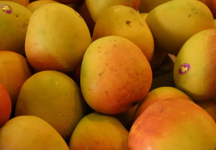 Ein Haufen unreifer Mangos, bereit zum Kochen. Einige haben Aufkleber.