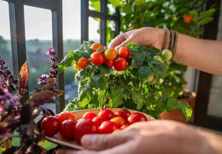 Frisch geerntete Kirschtomaten in einer Schale. So lagert man Tomaten am besten: direkt vom Strauch in die Sonne!