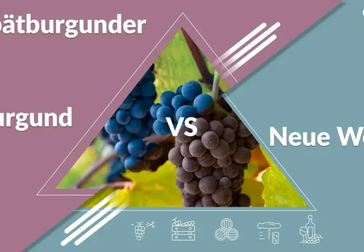 Spätburgunder Trauben: Dunkle, reife pinot noir Trauben aus Burgund im Vergleich zur Neuen Welt.