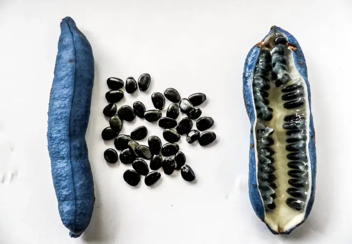 Eine blaue Frucht, aufgeschnitten, zeigt ihr Inneres mit vielen schwarzen Samen. Der blaugurke geschmack ist süßlich und erfrischend.