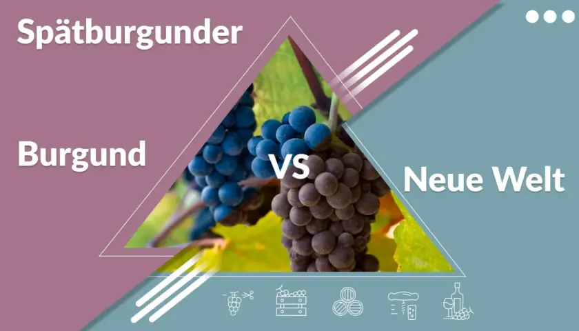 Spätburgunder Trauben: Dunkle, reife pinot noir Trauben aus Burgund im Vergleich zur Neuen Welt.