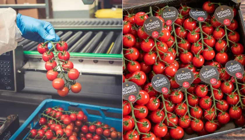 Frisch geerntete honig tomaten werden in einer Fabrik verpackt. Die süßen Früchte sind bereit für den Verkauf.