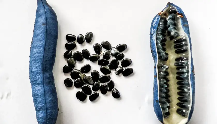 Eine blaue Frucht, aufgeschnitten, zeigt ihr Inneres mit vielen schwarzen Samen. Der blaugurke geschmack ist süßlich und erfrischend.