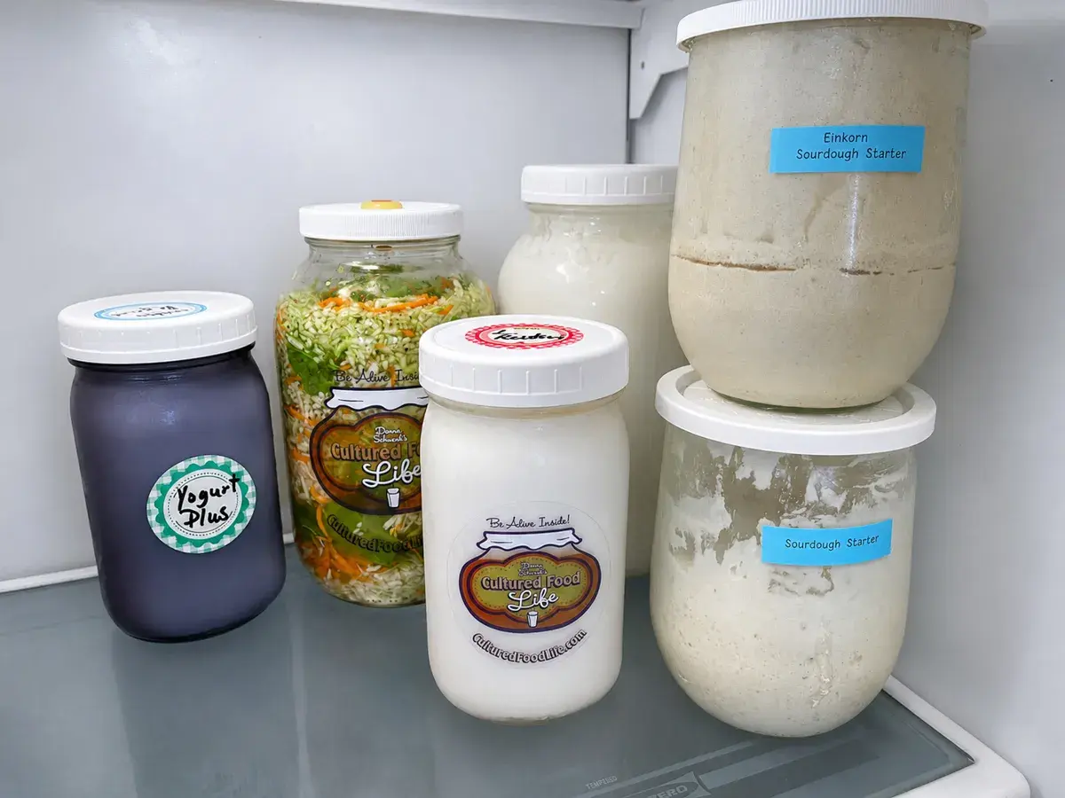 Milchkefir und Sauerteig im Kühlschrank für den Urlaub aufbewahren. Mehrere Gläser mit fermentierten Lebensmitteln, darunter Joghurt und Sauerkraut.