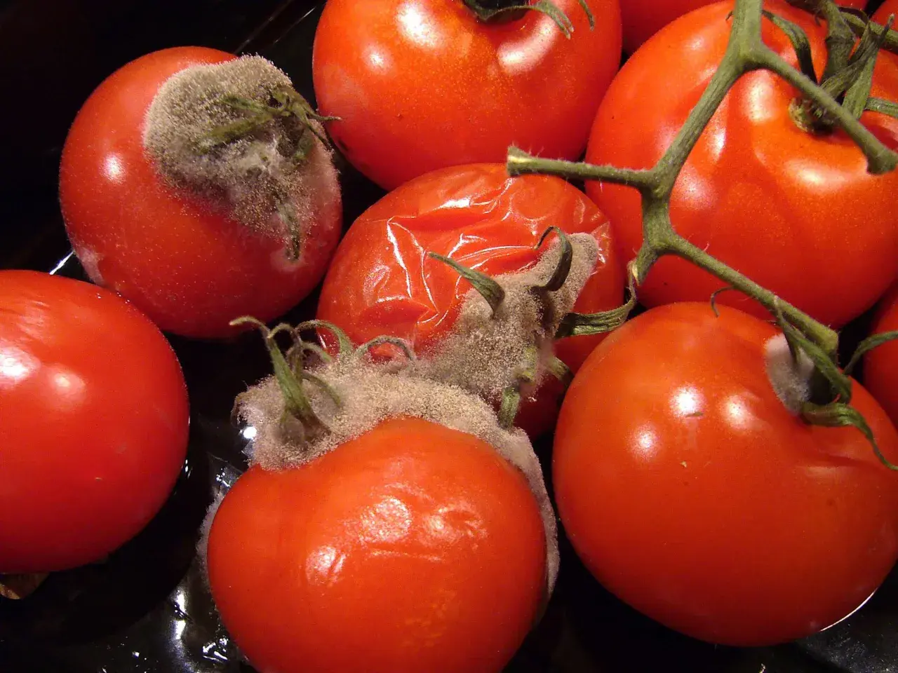 Mehrere rote Tomaten, einige mit Schimmel bedeckt. Wenn eine Tomate schimmelt, alle wegwerfen, um eine Ausbreitung zu verhindern.