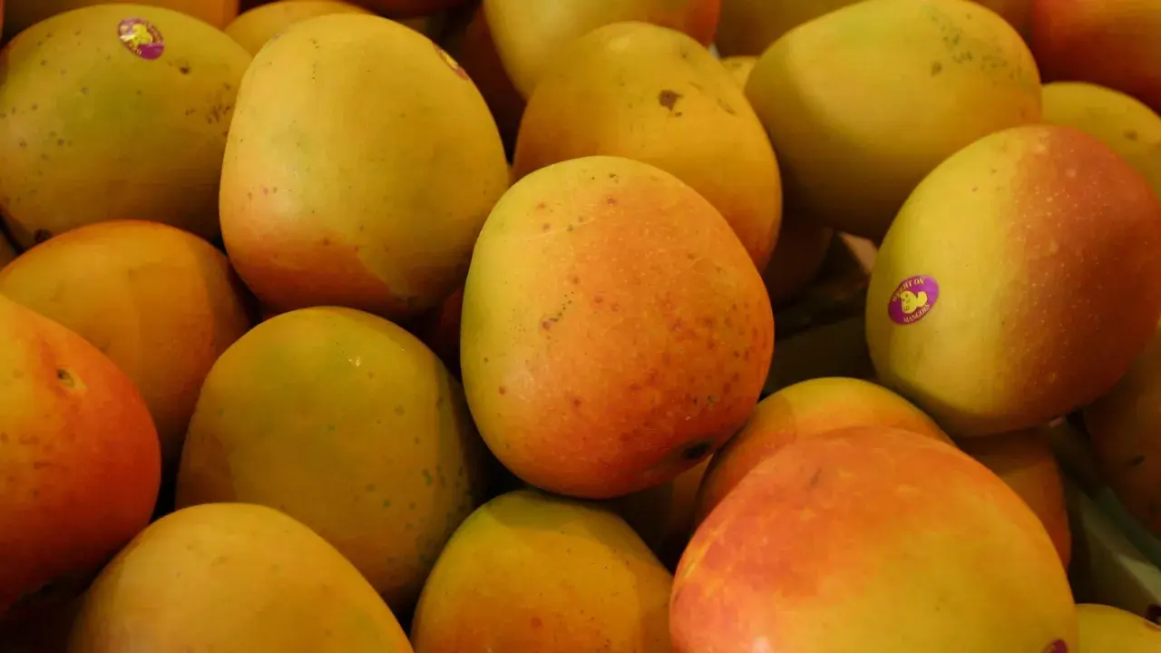 Ein Haufen unreifer Mangos, bereit zum Kochen. Einige haben Aufkleber.