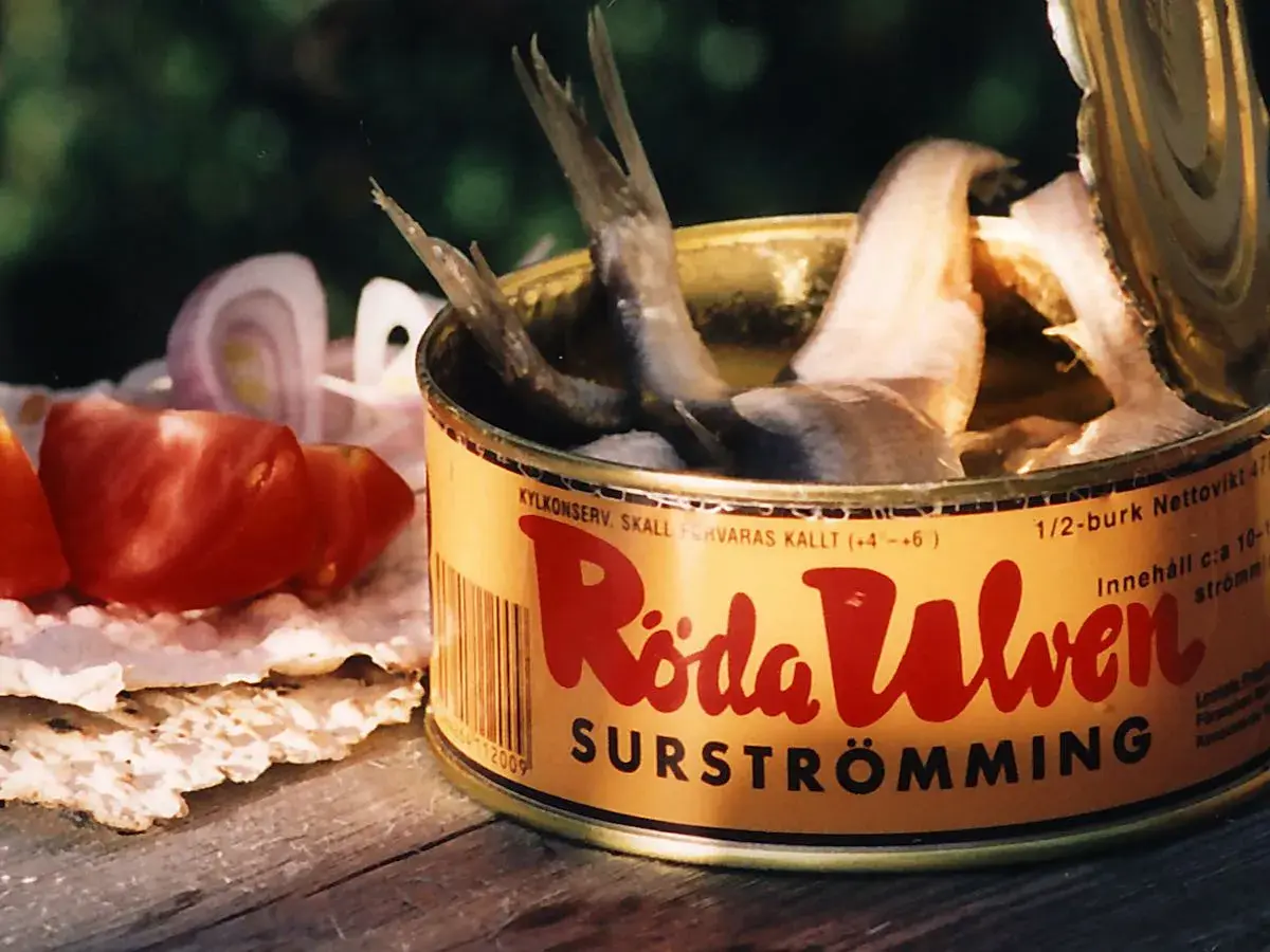 Dose mit Surströmming, dem schwedischen fermentierten Fisch, daneben Tomaten und Zwiebeln auf Knäckebrot.
