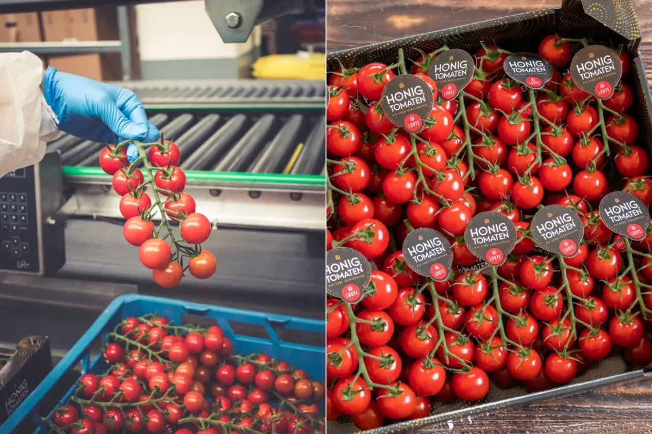Frisch geerntete honig tomaten werden in einer Fabrik verpackt. Die süßen Früchte sind bereit für den Verkauf.