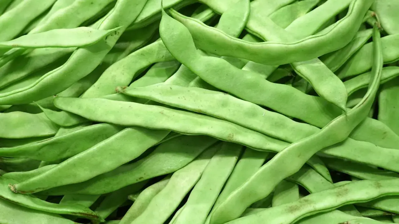 Frische, grüne Brechbohnen, bereit für die **Bohnen Saison**. Ein Haufen knackiger Leckereien.