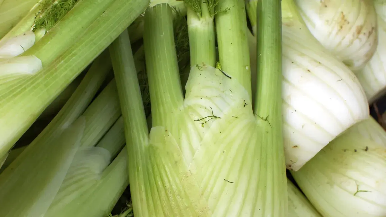 Frischer Fenchel, bereit zum Einfrieren. Die grünen Stiele und weißen Knollen sind nah aufgenommen.