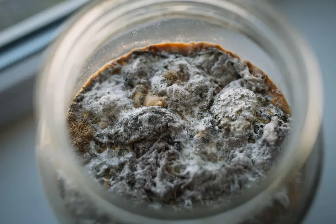 Das kombucha pilz aussehen ist faszinierend: eine raue, graue und weiße Masse mit braunen Spuren, die in einem Glas wächst.