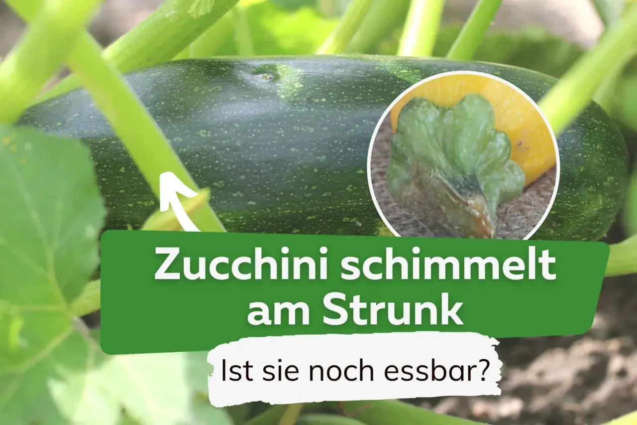 Grüne Zucchini am Strauch mit Schimmelansatz am Stiel. Die Frage "Ist sie noch essbar?" wirft Zweifel auf, ob die Zucchini schleimig geworden ist.