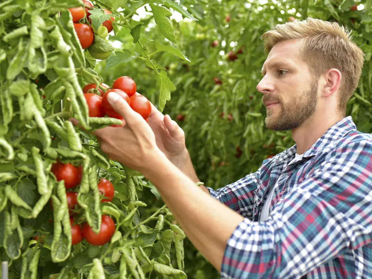 Mann erntet reife Tomaten. Manche mögen sie süß, doch diese hier schmecken sauer.