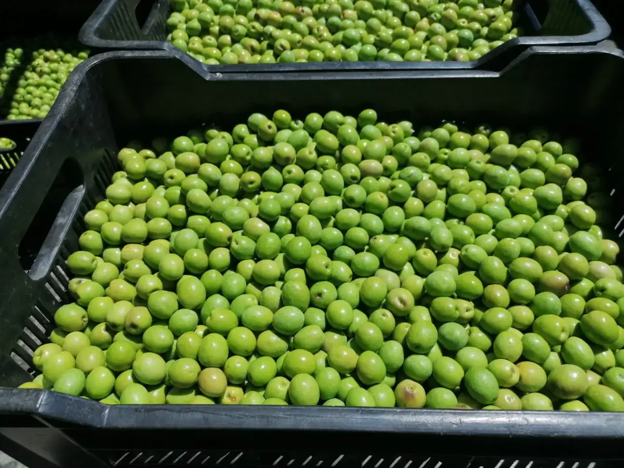 Frische grüne Oliven in schwarzen Kisten, bereit für die Oliven Verarbeitung nach der Ernte.