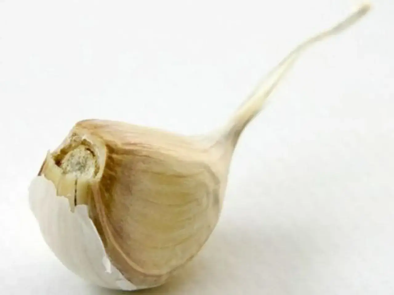 Ein einzelner Knoblauchzeh mit welkem Stiel und leicht ge&ouml;ffneter Schale. Woran erkennt man schlechten Knoblauch? An solchen Anzeichen.