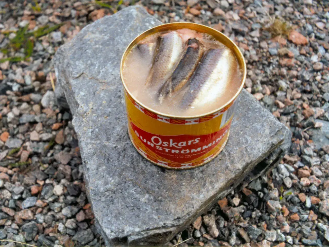 Dose mit eingelegtem Fisch, bereit zum fisch fermentieren. Der gelbe Deckel mit rotem Schriftzug