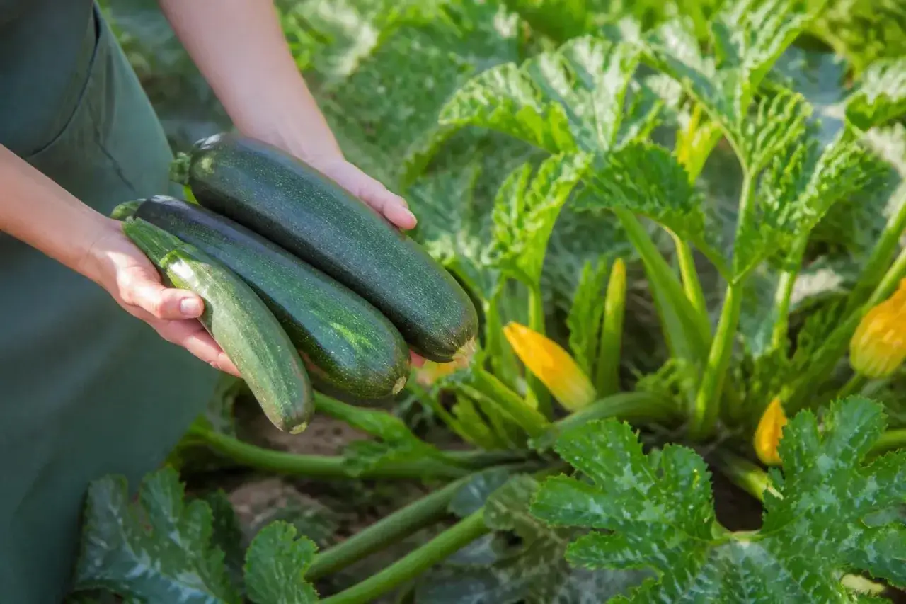 Hände halten drei frische Zucchini, die gerade aus dem Garten geerntet wurden. Die Pflanzen sind üppig grün mit gelben Blüten. Die Zucchini sind nicht schleimig, sondern knackig und bereit für die Küche.