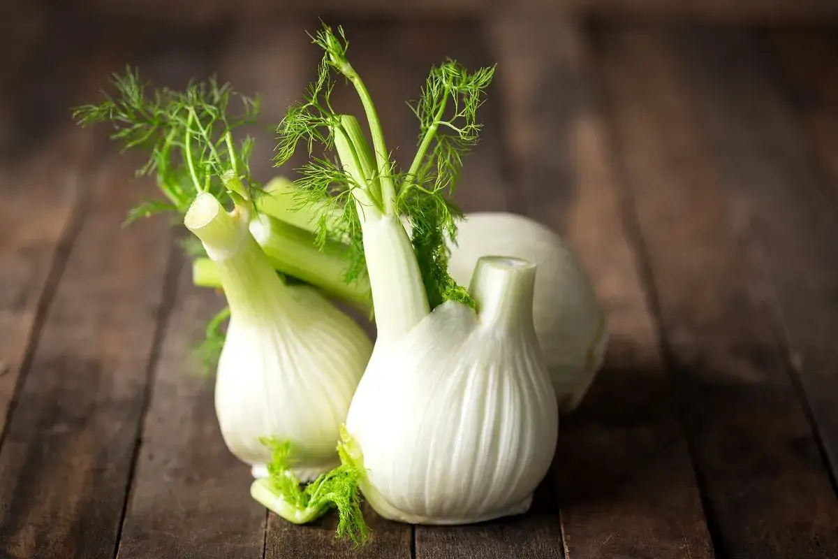 Frischer Fenchel mit gr&uuml;nen Wedeln auf rustikalem Holz. Perfekt zum Einfrieren f&uuml;r sp&auml;tere Gerichte.