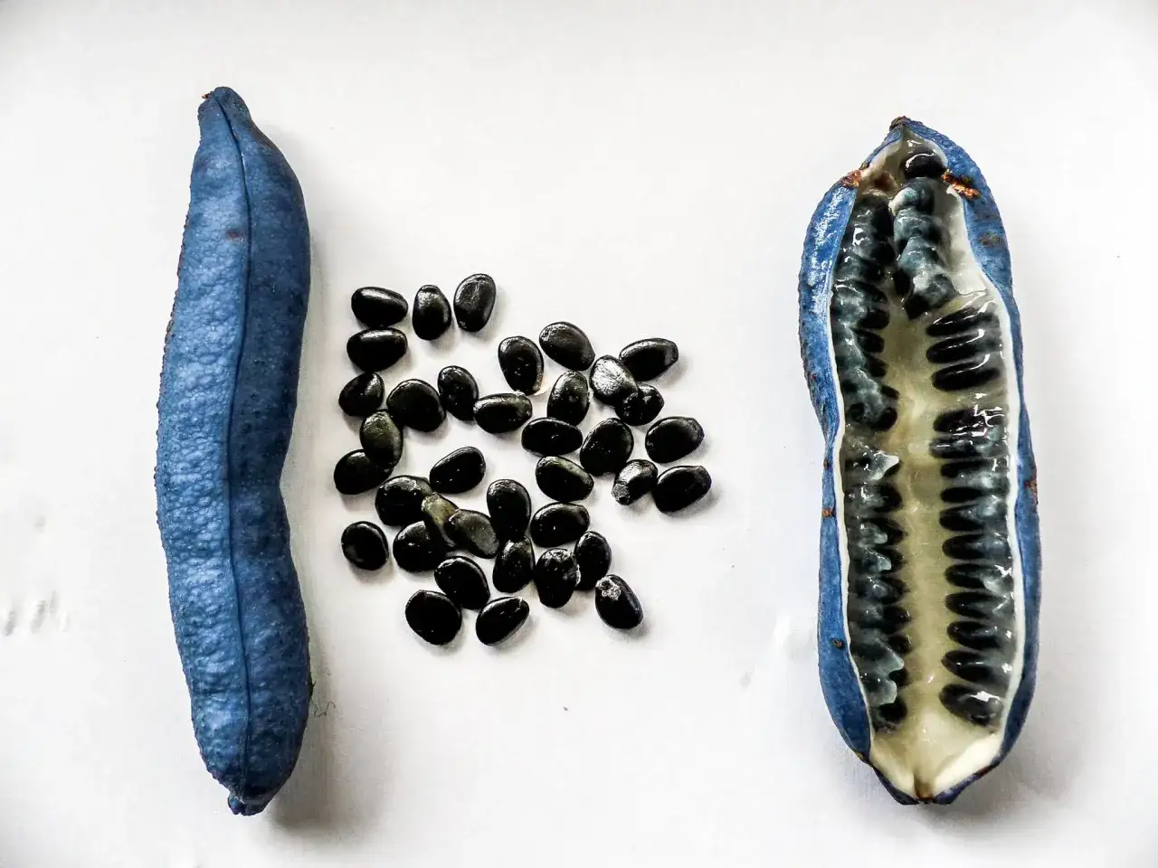 Blaue Frucht, aufgeschnitten, zeigt Samen und Fruchtfleisch. Der Blaugurke Geschmack ist süßlich und erfrischend.