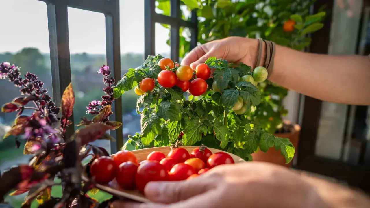 Frische Kirschtomaten vom Balkon ernten. So lagert man Tomaten am besten: direkt vom Strauch in die Schale.
