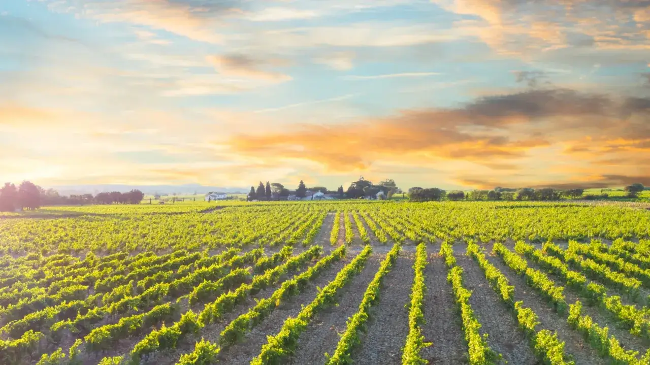Weite Weinberge in Ch&acirc;teauneuf-du-Pape unter einem dramatischen Sonnenuntergang.