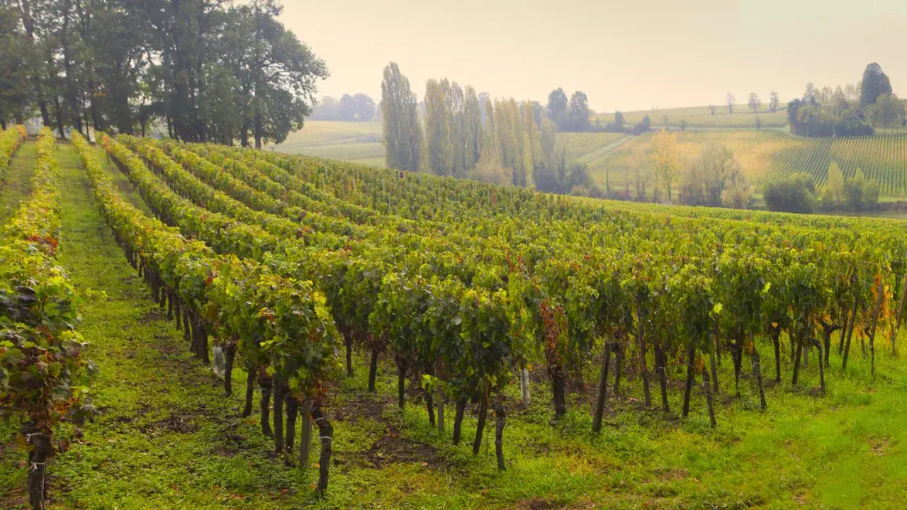 Reihen von Weinreben erstrecken sich über sanfte Hügel, ein Versprechen auf beste Pomerol-Weine.