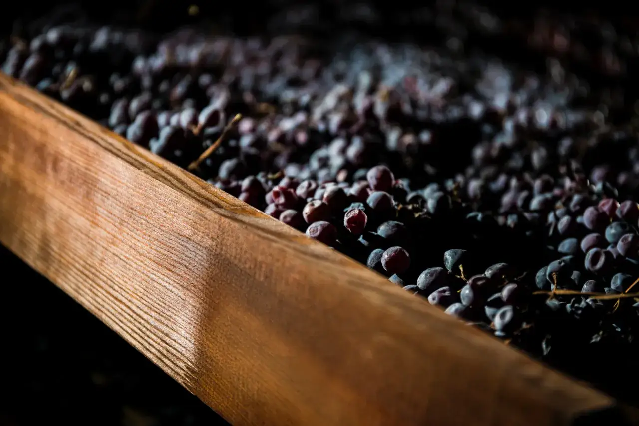 Getrocknete Amarone Trauben liegen in einer Holzkiste und warten auf die Weinbereitung.