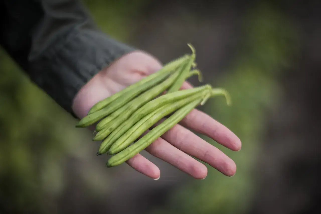 Frische grüne Bohnen liegen in einer Hand, ein Zeichen für die reiche bohnen saison.