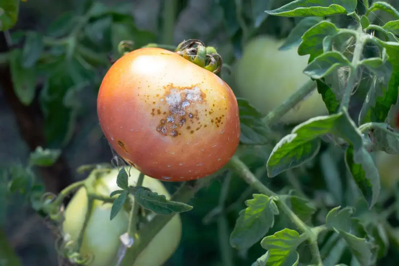 Eine reife Tomate zeigt braune Flecken und wei&szlig;en Schimmel. Wenn eine Tomate schimmelt, alle wegwerfen, um die Ausbreitung zu verhindern.